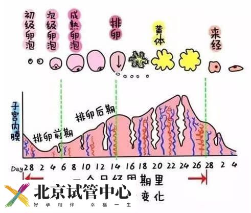 子宫内膜正常厚度是多少(图1)