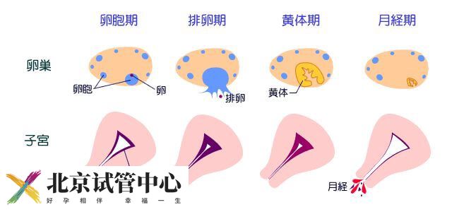 子宫内膜正常厚度是多少(图3)